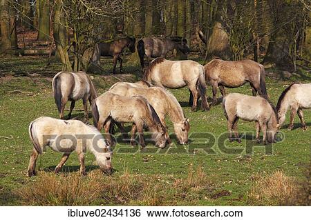 "Konik horses with winter coats, herd in the Geltinger Birk Nature Reserve, Gelting, Schleswig-Holstein, Germany, Europe" View Large Photo Image Stock Photograph - "Konik horses with winter coats, herd in the Geltinger Birk Nature Reserve, Gelting, Schleswig-Holstein, Germany, Europe". Fotosearch