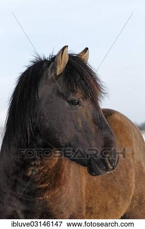 "Konik, stallion, Germany, Europe" View Large Photo Image Stock Photo - "Konik, stallion, Germany, Europe". Fotosearch