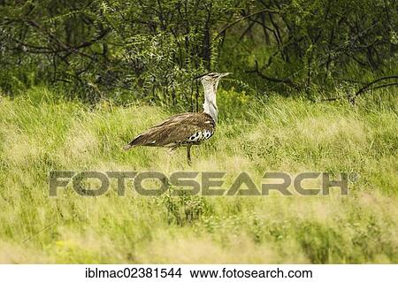 "Kori Bustard (Ardeotis kori), Etosha National Park, Namibia, Africa" View Large Photo Image Picture - "Kori Bustard (Ardeotis kori), Etosha National Park, Namibia, Africa". Fotosearch