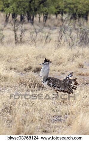 "Kori Bustard (Ardeotis kori), Etosha National Park, Halali, Namibia, Africa" View Large Photo Image Picture - "Kori Bustard (Ardeotis kori), Etosha National Park, Halali, Namibia, Africa". Fotosearch