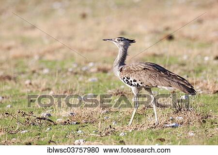 "Kori Bustard (Ardeotis kori), Etosha National Park, Okaukuejo, Kunene Region, Namibia, Africa" View Large Photo Image Stock Image - "Kori Bustard (Ardeotis kori), Etosha National Park, Okaukuejo, Kunene Region, Namibia, Africa". Fotosearch