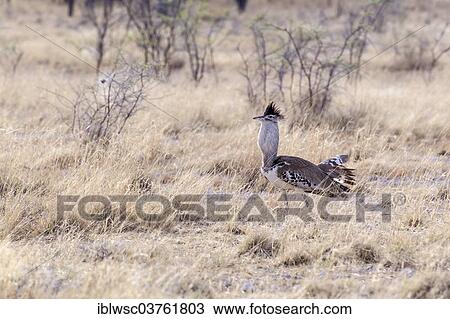 Stock Image - "Kori Bustard (Ardeotis kori), Etosha National Park, Namibia, Africa". Fotosearch