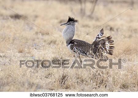 "Kori Bustard (Ardeotis kori), Etosha National Park, Halali, Namibia, Africa" View Large Photo Image Stock Photography - "Kori Bustard (Ardeotis kori), Etosha National Park, Halali, Namibia, Africa". Fotosearch