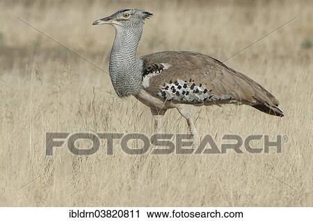 "Kori Bustard (Ardeotis kori), Kgalagadi Transfrontier Park, Northern Cape, South Africa, Africa" View Large Photo Image Stock Image - "Kori Bustard (Ardeotis kori), Kgalagadi Transfrontier Park, Northern Cape, South Africa, Africa". Fotosearch