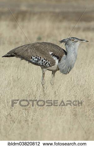 "Kori Bustard (Ardeotis kori), Kgalagadi Transfrontier Park, Northern Cape, South Africa, Africa" View Large Photo Image Stock Image - "Kori Bustard (Ardeotis kori), Kgalagadi Transfrontier Park, Northern Cape, South Africa, Africa". Fotosearch