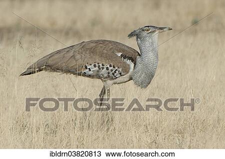 "Kori Bustard (Ardeotis kori), Kgalagadi Transfrontier Park, Northern Cape, South Africa, Africa" View Large Photo Image Stock Image - "Kori Bustard (Ardeotis kori), Kgalagadi Transfrontier Park, Northern Cape, South Africa, Africa". Fotosearch
