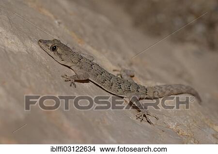 "Kotschy's Gecko (Mediodactylus kotschyi) on a rock, Kas, Lycia, Province of Antalya, Turkey, Asia" View Large Photo Image Picture - "Kotschy's Gecko (Mediodactylus kotschyi) on a rock, Kas, Lycia, Province of Antalya, Turkey, Asia". Fotosearch