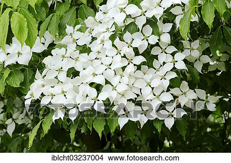 "Kousa Dogwood, Chinese Dogwood, Korean Dogwood or Japanese Dogwood (Cornus kousa), flowering, occurrence in Asia, North Rhine-Westphalia, Germany, Europe" View Large Photo Image Picture - "Kousa Dogwood, Chinese Dogwood, Korean Dogwood or Japanese Dogwood (Cornus kousa), flowering, occurrence in Asia, North Rhine-Westphalia, Germany, Europe". Fotosearch