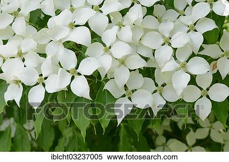 "Kousa Dogwood, Chinese Dogwood, Korean Dogwood or Japanese Dogwood (Cornus kousa), flowering, occurrence in Asia, North Rhine-Westphalia, Germany, Europe" View Large Photo Image Stock Photography - "Kousa Dogwood, Chinese Dogwood, Korean Dogwood or Japanese Dogwood (Cornus kousa), flowering, occurrence in Asia, North Rhine-Westphalia, Germany, Europe". Fotosearch