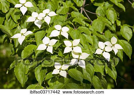 "Kousa Dogwood or Chinese Dogwood (Cornus kousa), flowers and leaves, ornamental plant, Thuringia, Germany, Europe" View Large Photo Image Stock Image - "Kousa Dogwood or Chinese Dogwood (Cornus kousa), flowers and leaves, ornamental plant, Thuringia, Germany, Europe". Fotosearch
