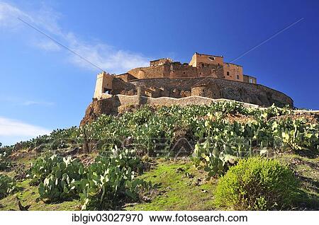 "Ksar Tizourgane surrounded by Prickly Pears, Indian Fig Opuntias, Barbary Figs or Cactus Pears (Opuntia ficus indica), Tizourgane, Souss-Massa-Draa, Antiatlas, Morocco, Africa" View Large Photo Image Stock Image - "Ksar Tizourgane surrounded by Prickly Pears, Indian Fig Opuntias, Barbary Figs or Cactus Pears (Opuntia ficus indica), Tizourgane, Souss-Massa-Draa, Antiatlas, Morocco, Africa". Fotosearch