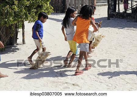 Stock Photography - "Kuna Indian children carrying chickens, in a Kuna Indian village, Nalunega, San Blas Islands, Panama, North America". Fotosearch