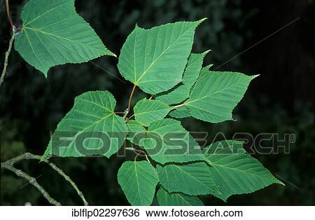 Kyushu Maple or Red Snakebark Maple (Acer capillipes) leaves View Large Photo Image Stock Photograph - Kyushu Maple or Red Snakebark Maple (Acer capillipes) leaves. Fotosearch