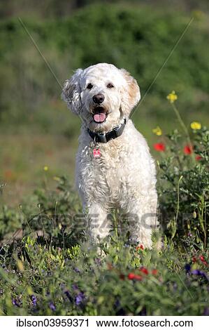 "Labradoodle, adult, male, on meadow, Germany, Europe" View Large Photo Image Stock Image - "Labradoodle, adult, male, on meadow, Germany, Europe". Fotosearch