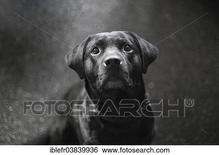 "Labrador, bitch, Iceland, Europe" View Large Photo Image Stock Photograph - "Labrador, bitch, Iceland, Europe". Fotosearch