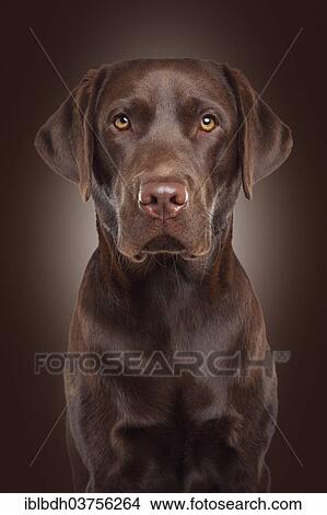 "Labrador, dog portrait" View Large Photo Image Picture - "Labrador, dog portrait". Fotosearch