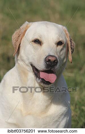 Stock Image - "Labrador, portrait, North Rhine-Westphalia, Germany, Europe". Fotosearch