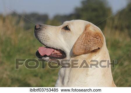 Stock Photography - "Labrador, portrait, North Rhine-Westphalia, Germany, Europe". Fotosearch