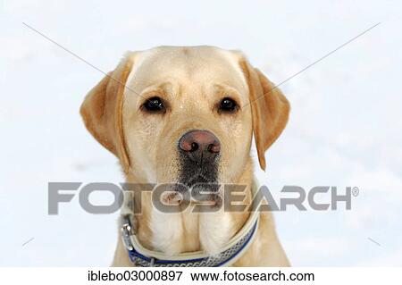 "Labrador, portrait, Spraitbach, Schwabisch Gmund, Baden-Wurttemberg, Germany, Europe" View Large Photo Image Stock Photo - "Labrador, portrait, Spraitbach, Schwabisch Gmund, Baden-Wurttemberg, Germany, Europe". Fotosearch