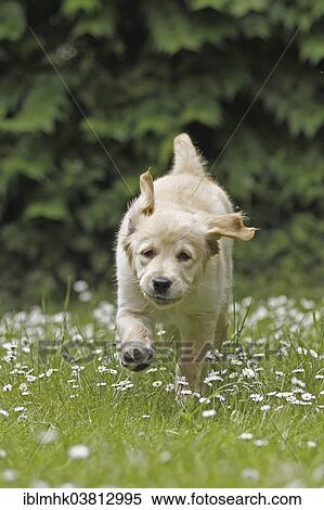 "Labrador puppy running in meadow, Germany, Europe" View Large Photo Image Stock Photography - "Labrador puppy running in meadow, Germany, Europe". Fotosearch