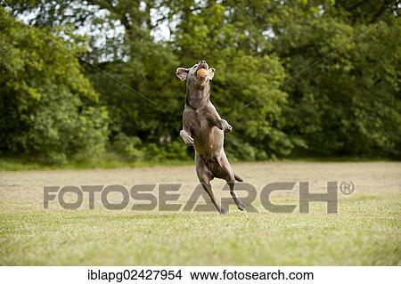 Labrador Retriever catching a ball View Large Photo Image Picture - Labrador Retriever catching a ball. Fotosearch
