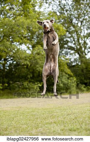 Stock Photograph - Labrador Retriever catching a ball. Fotosearch