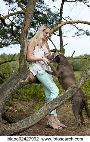 Stock Image - Labrador Retriever jumping up on a woman. Fotosearch