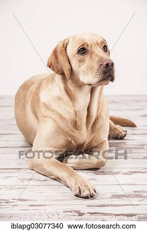 Stock Image - "Labrador Retriever, lying down". Fotosearch