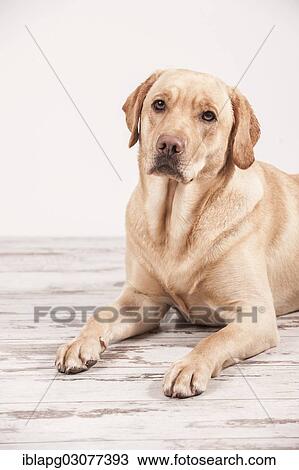 "Labrador Retriever, lying down" View Large Photo Image Stock Image - "Labrador Retriever, lying down". Fotosearch