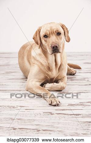 Stock Photo - "Labrador Retriever, lying down". Fotosearch