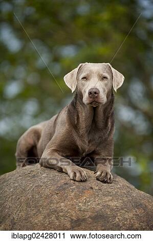 Labrador Retriever lying on a stone View Large Photo Image Stock Image - Labrador Retriever lying on a stone. Fotosearch