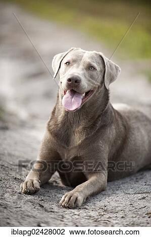 "Labrador Retriever, lying" View Large Photo Image Stock Image - "Labrador Retriever, lying". Fotosearch