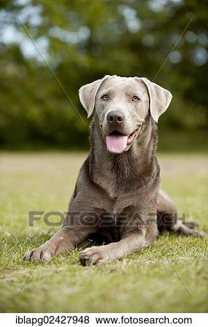 "Labrador Retriever, lying" View Large Photo Image Stock Photo - "Labrador Retriever, lying". Fotosearch