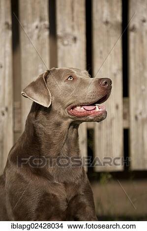 "Labrador Retriever, portrait in front of a wooden wall" View Large Photo Image Picture - "Labrador Retriever, portrait in front of a wooden wall". Fotosearch