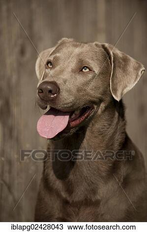 "Labrador Retriever, portrait in front of a wooden wall" View Large Photo Image Stock Image - "Labrador Retriever, portrait in front of a wooden wall". Fotosearch