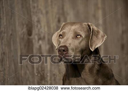 "Labrador Retriever, portrait in front of a wooden wall" View Large Photo Image Stock Photo - "Labrador Retriever, portrait in front of a wooden wall". Fotosearch