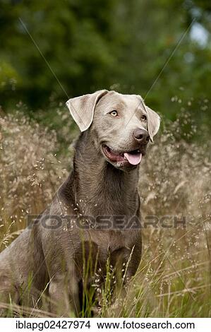 Picture - "Labrador Retriever, portrait". Fotosearch