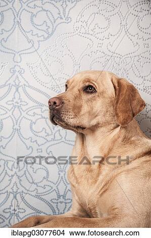 Picture - "Labrador Retriever, portrait". Fotosearch
