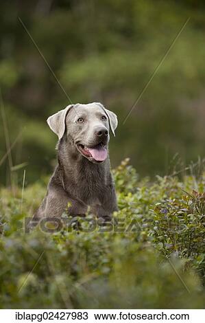 "Labrador Retriever, portrait" View Large Photo Image Stock Image - "Labrador Retriever, portrait". Fotosearch