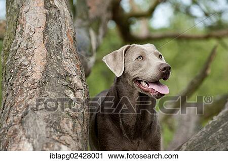 "Labrador Retriever, portrait" View Large Photo Image Stock Image - "Labrador Retriever, portrait". Fotosearch