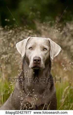 "Labrador Retriever, portrait" View Large Photo Image Stock Photo - "Labrador Retriever, portrait". Fotosearch