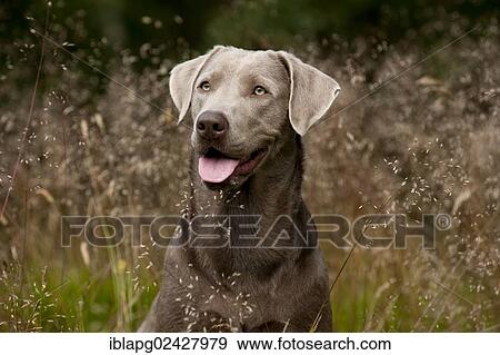 "Labrador Retriever, portrait" View Large Photo Image Stock Photo - "Labrador Retriever, portrait". Fotosearch