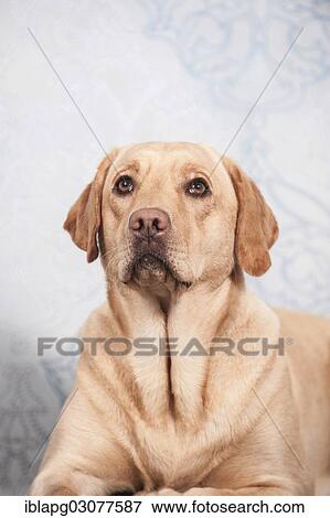 "Labrador Retriever, portrait" View Large Photo Image Stock Photo - "Labrador Retriever, portrait". Fotosearch