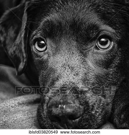 Stock Photo - "Labrador Retriever, portrait". Fotosearch