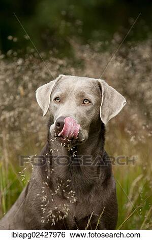 "Labrador Retriever, portrait" View Large Photo Image Stock Photograph - "Labrador Retriever, portrait". Fotosearch