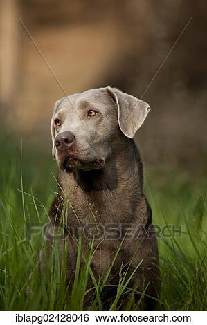 "Labrador Retriever, portrait" View Large Photo Image Stock Photograph - "Labrador Retriever, portrait". Fotosearch