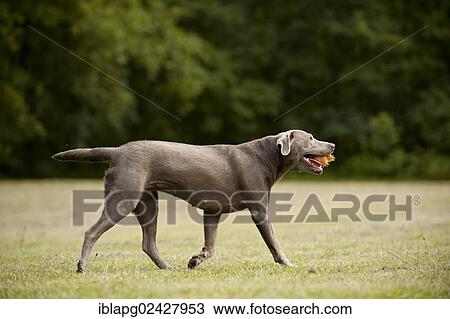 Labrador Retriever retrieving a ball View Large Photo Image Stock Image - Labrador Retriever retrieving a ball. Fotosearch