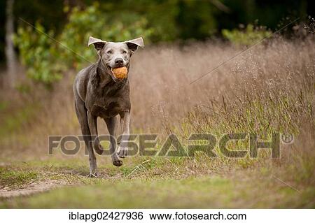 Labrador Retriever retrieving a ball View Large Photo Image Stock Photograph - Labrador Retriever retrieving a ball. Fotosearch