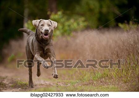 Labrador Retriever running along a path View Large Photo Image Stock Image - Labrador Retriever running along a path. Fotosearch