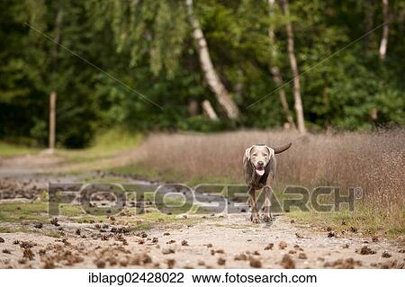 Labrador Retriever running along a path View Large Photo Image Stock Image - Labrador Retriever running along a path. Fotosearch